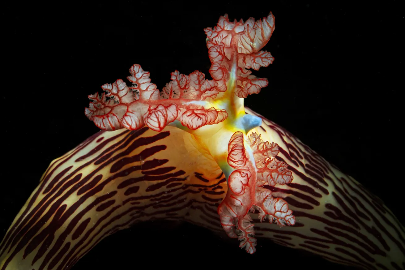 A *Nembrotha lineolata* sea slug