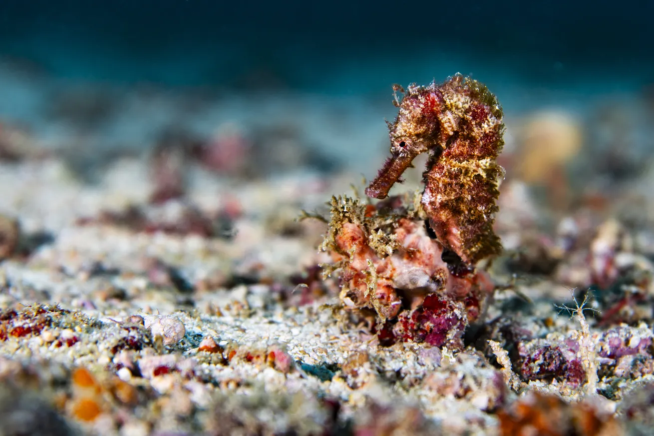 A seahorse in the rubble at a dive site in Dauin, a region renowned for its muck diving.