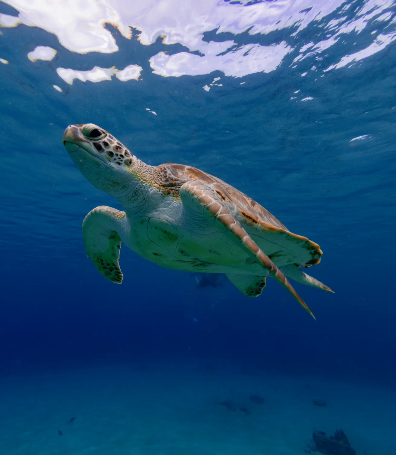 A turtle swimming in the water