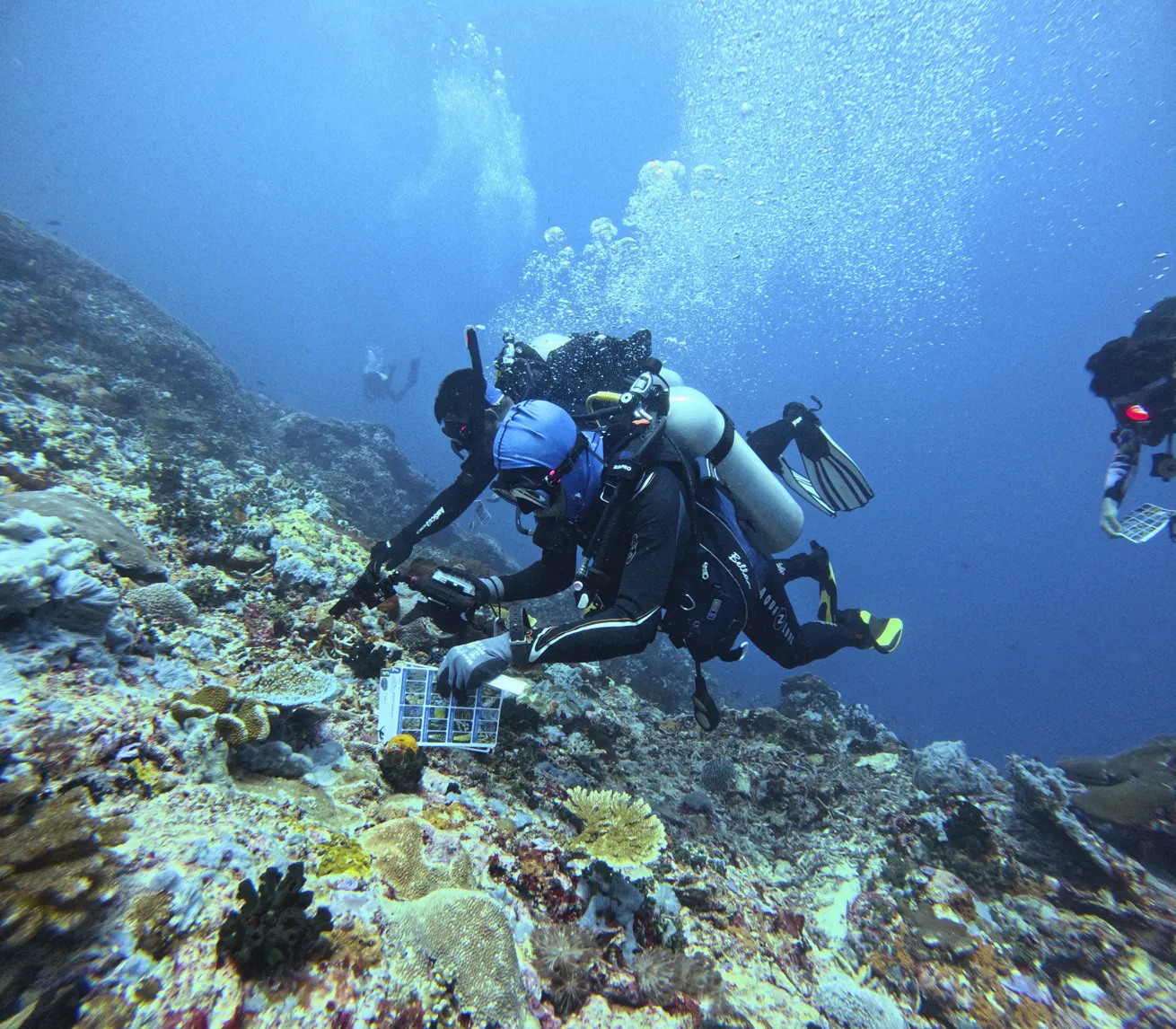 Divers identify and record coral species.