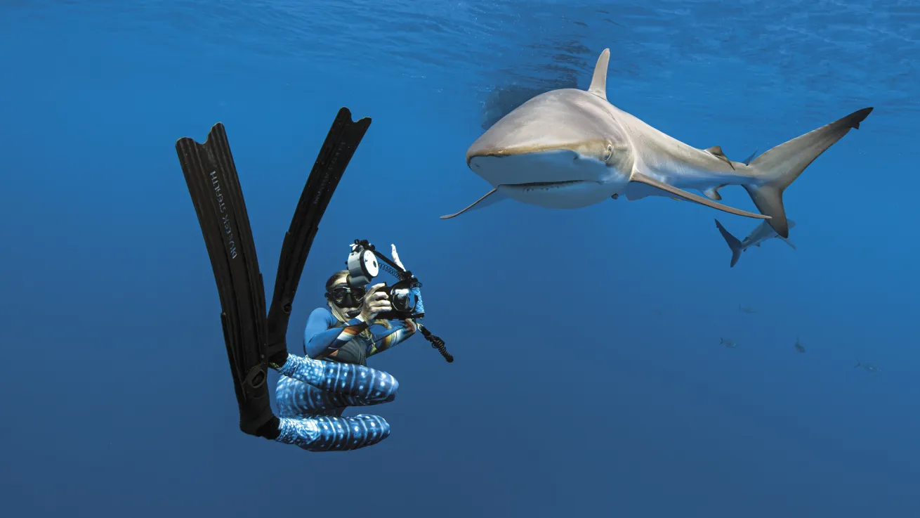 Guests can collect scientific data on Galapagos sharks during liveaboard trips.