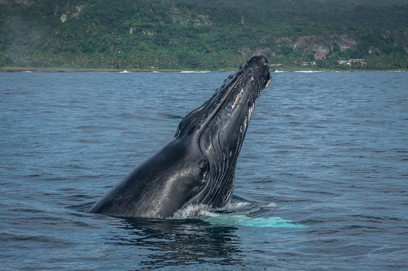humpback whale dominican republic
