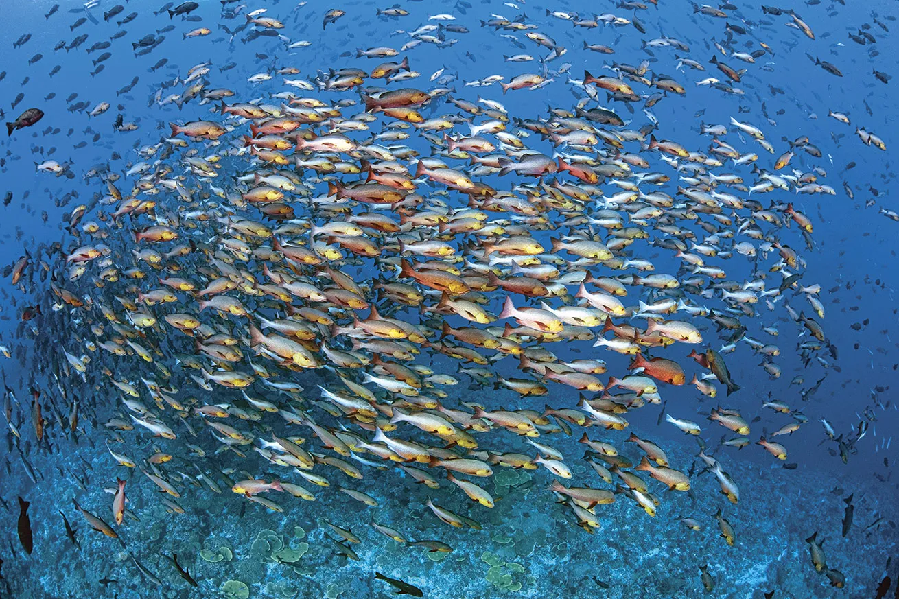 A school of snapper at the Rock Islands dive site Shark City