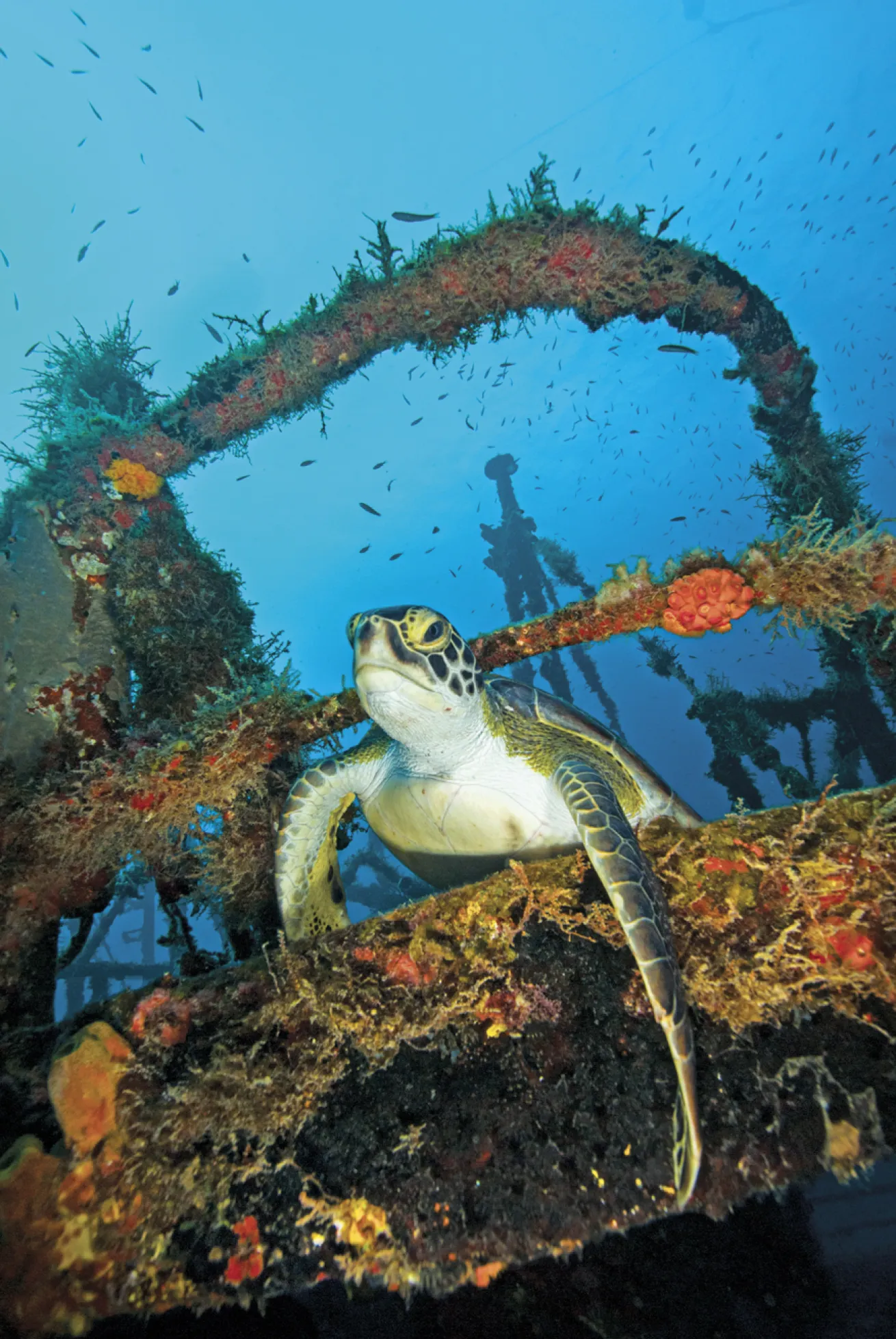 A hawksbill sea turtle makes its way along the *Charlie Brown* wreck.