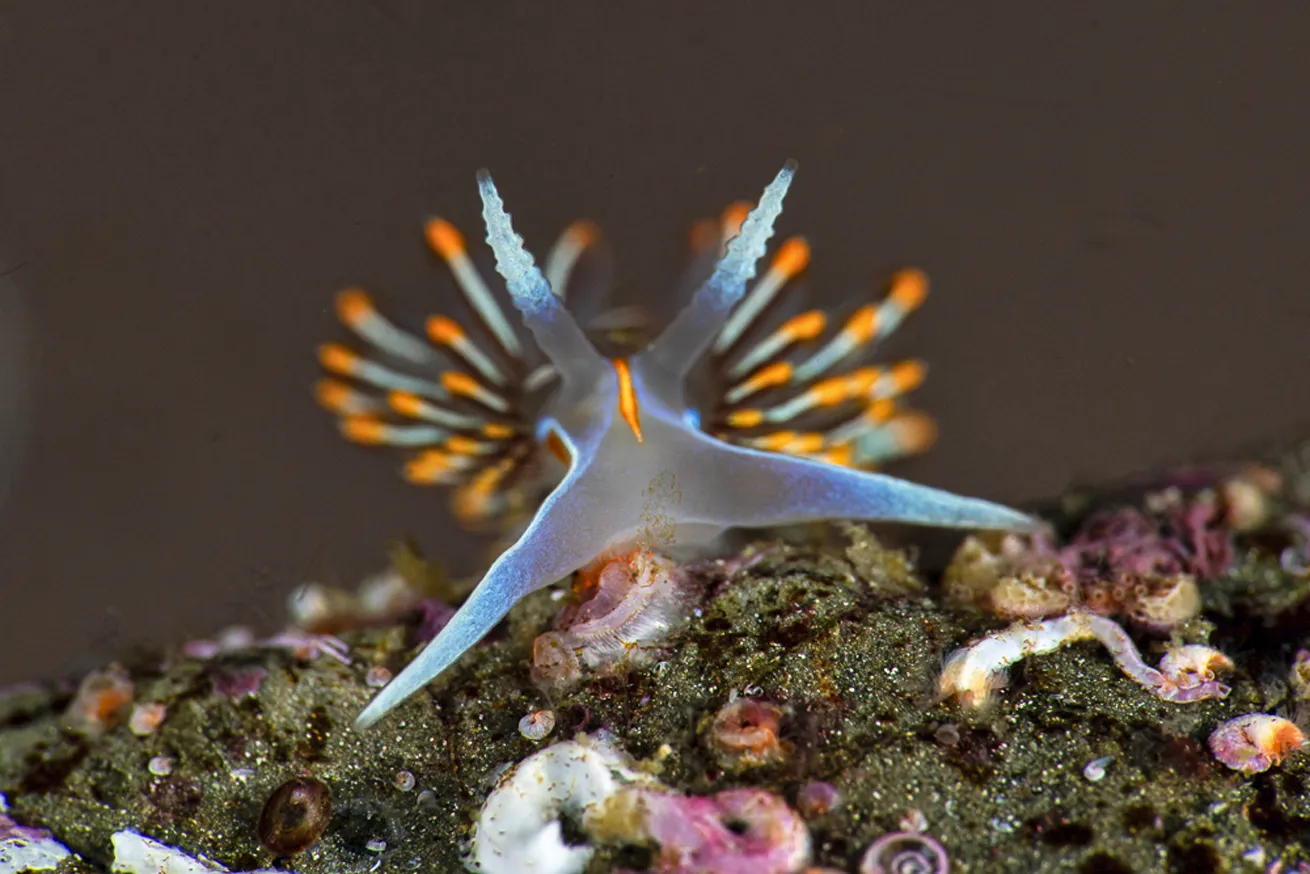 An opalescent nudibranch’s vibrant rhinophores and cerata.