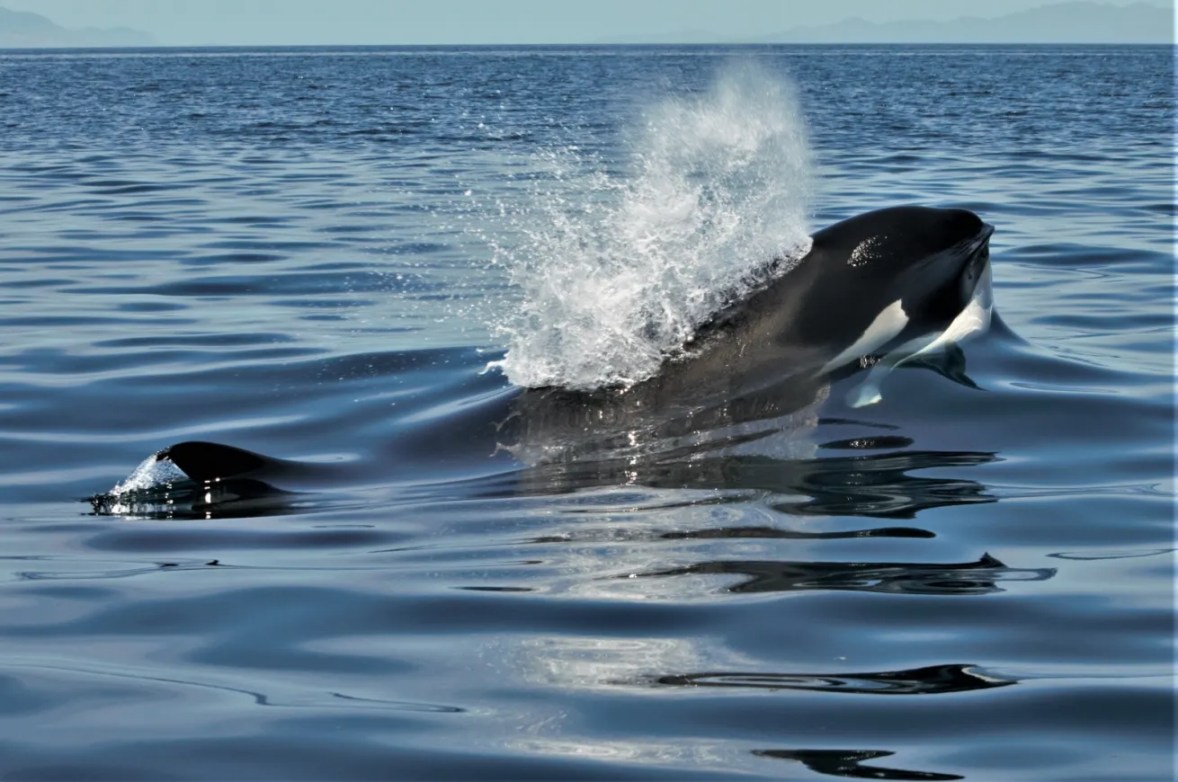 an orca coming out of the water in baja california sur mexico 