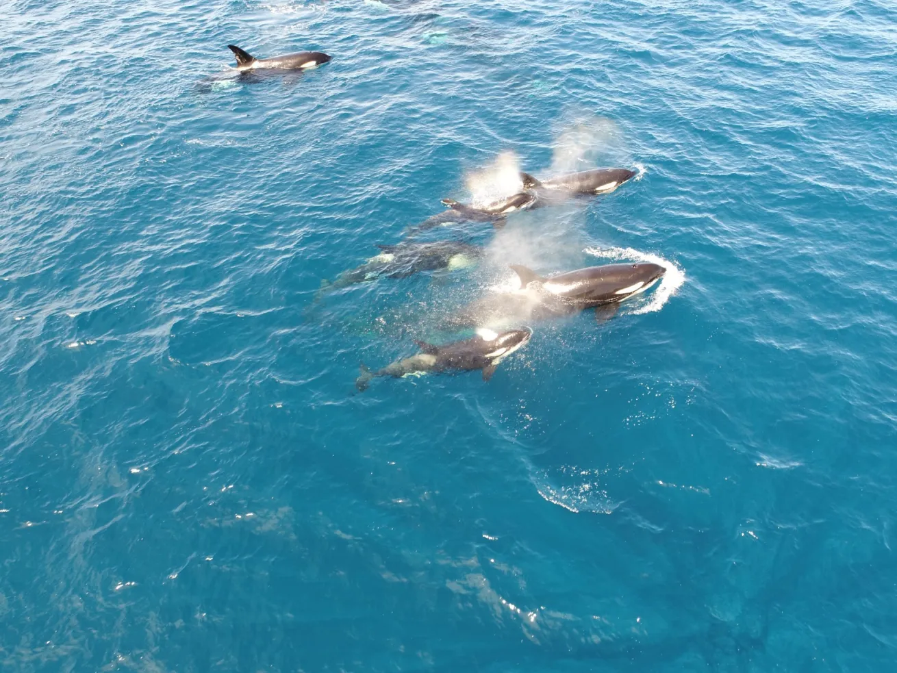 image of pod of orcas in baja california sur mexico 