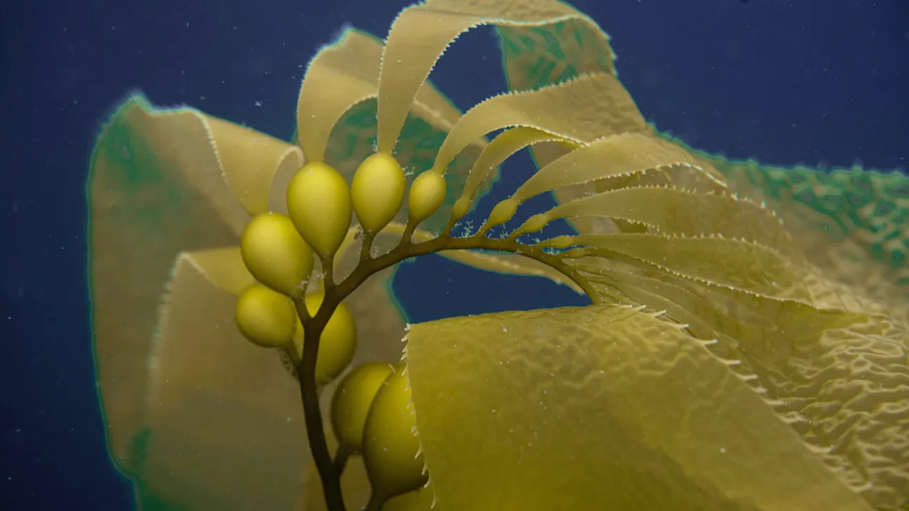 Once abundant, kelp populations are dwindling here.