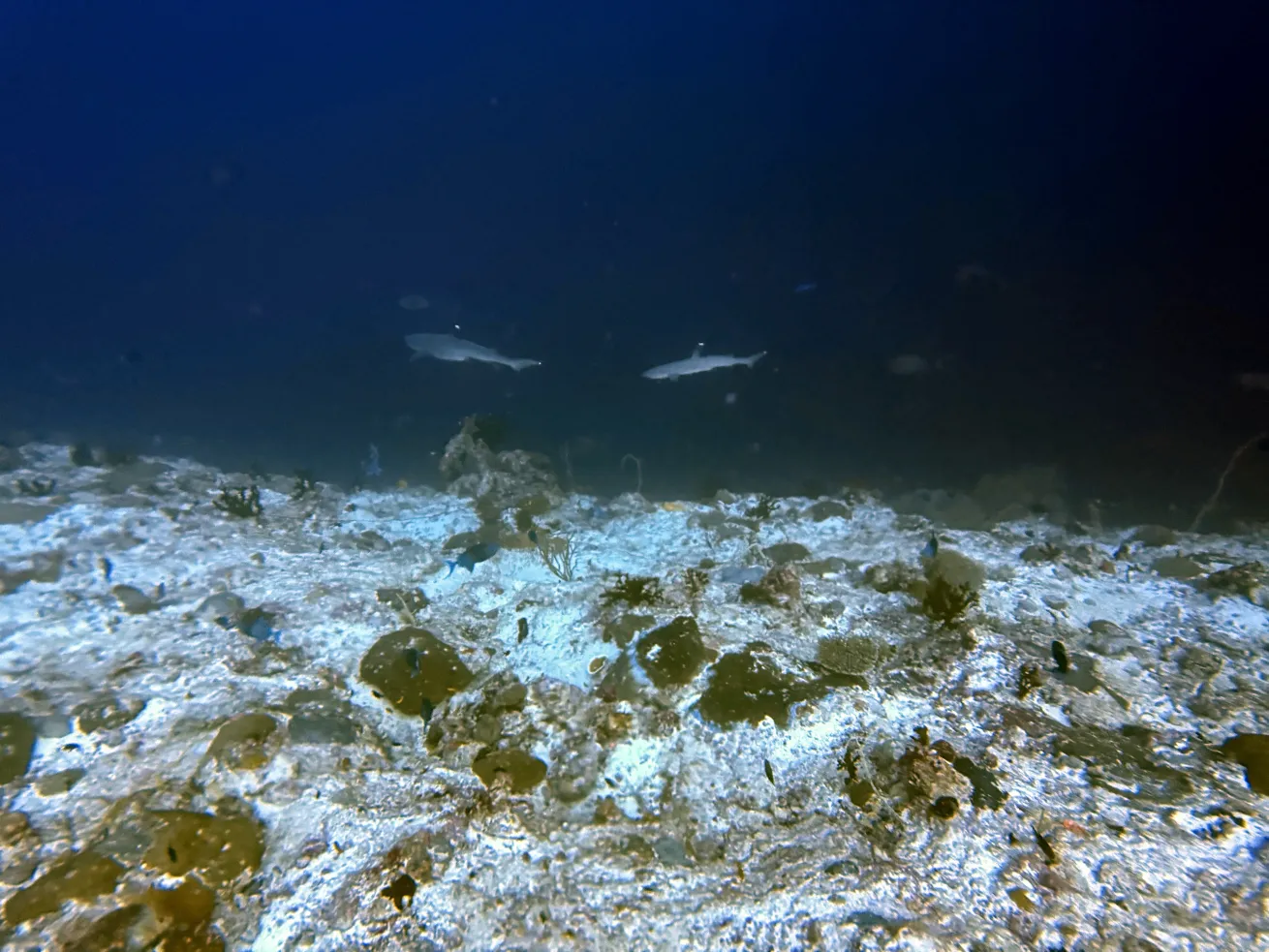 sharks underwater maldives