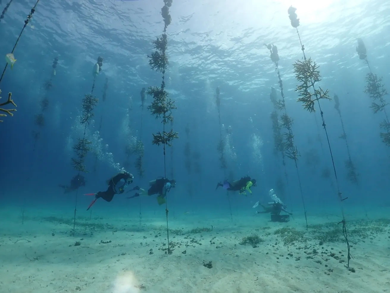 Group of scuba divers on a Coral Restoration dive in The Florida Keys.