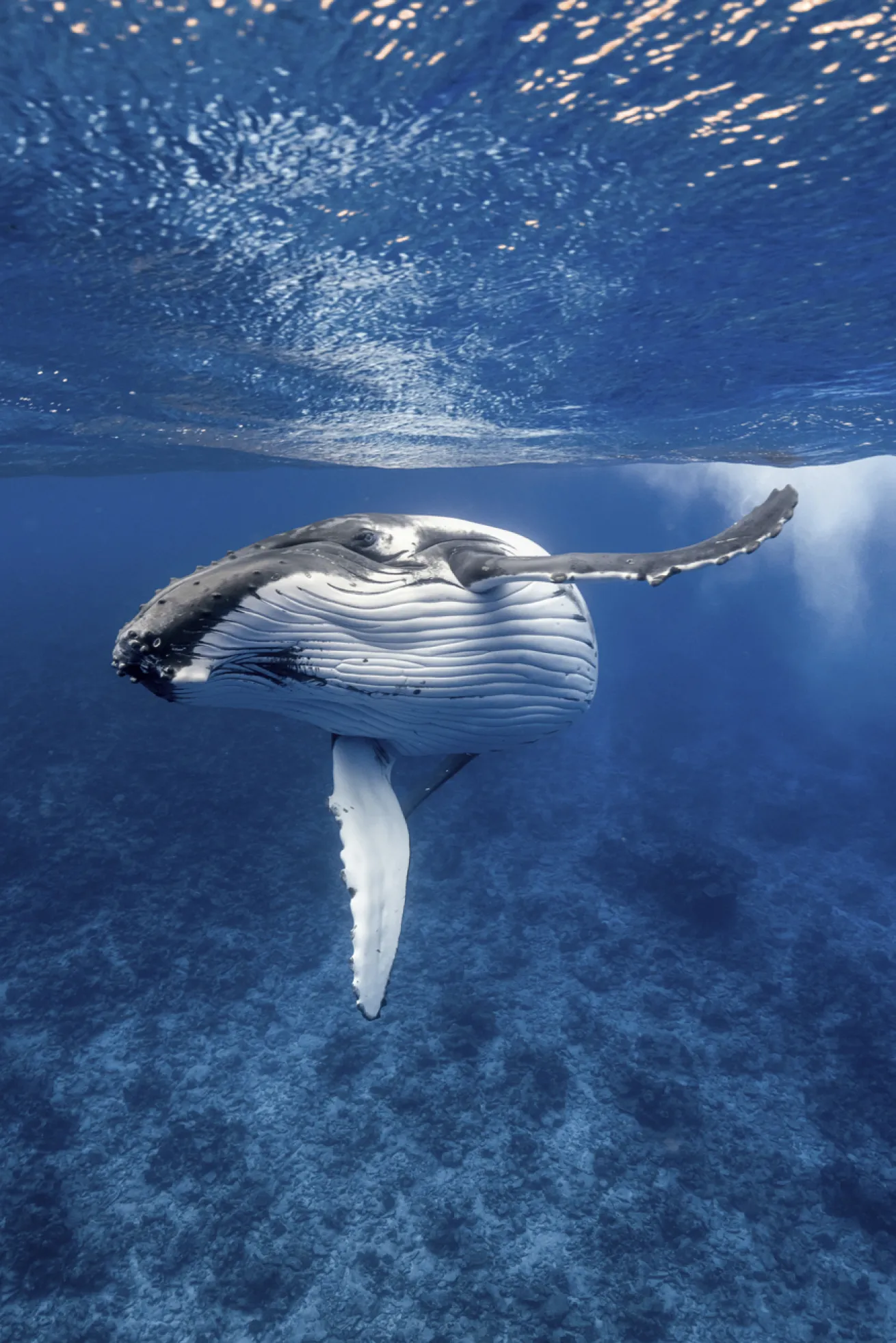 humpback whale underwater