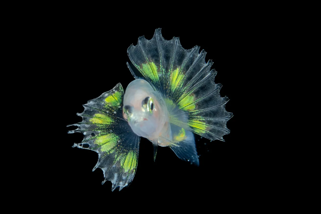 fish on black water night dive. 