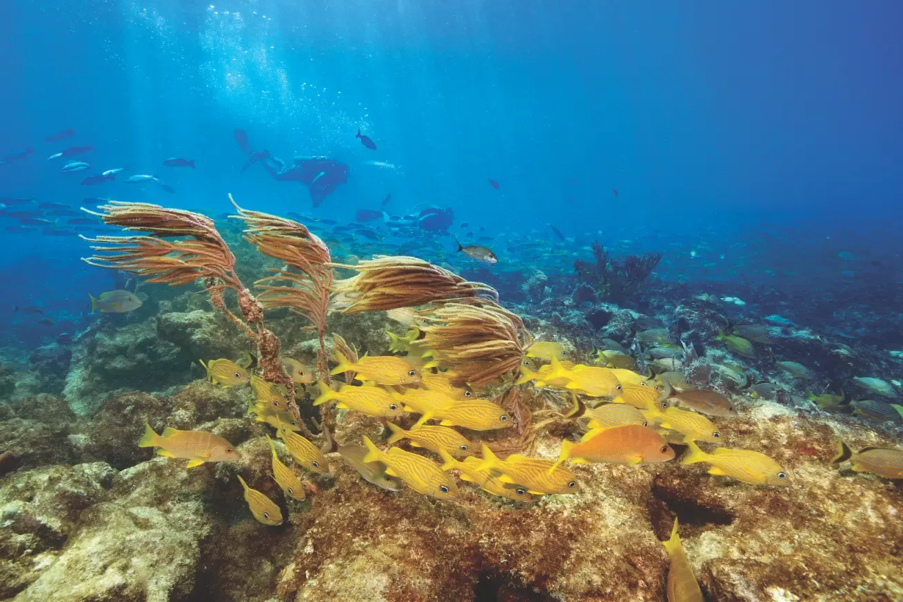 Underwater photograph showing a school of yellow fish swimming near coral reefs with sea fans swaying in Islamorada.