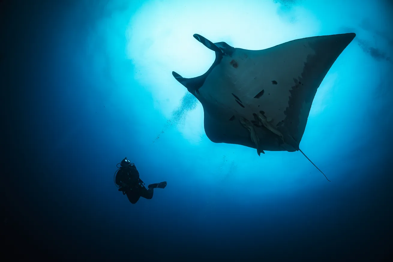 A manta curiously checks out Kai in Isla Socorro