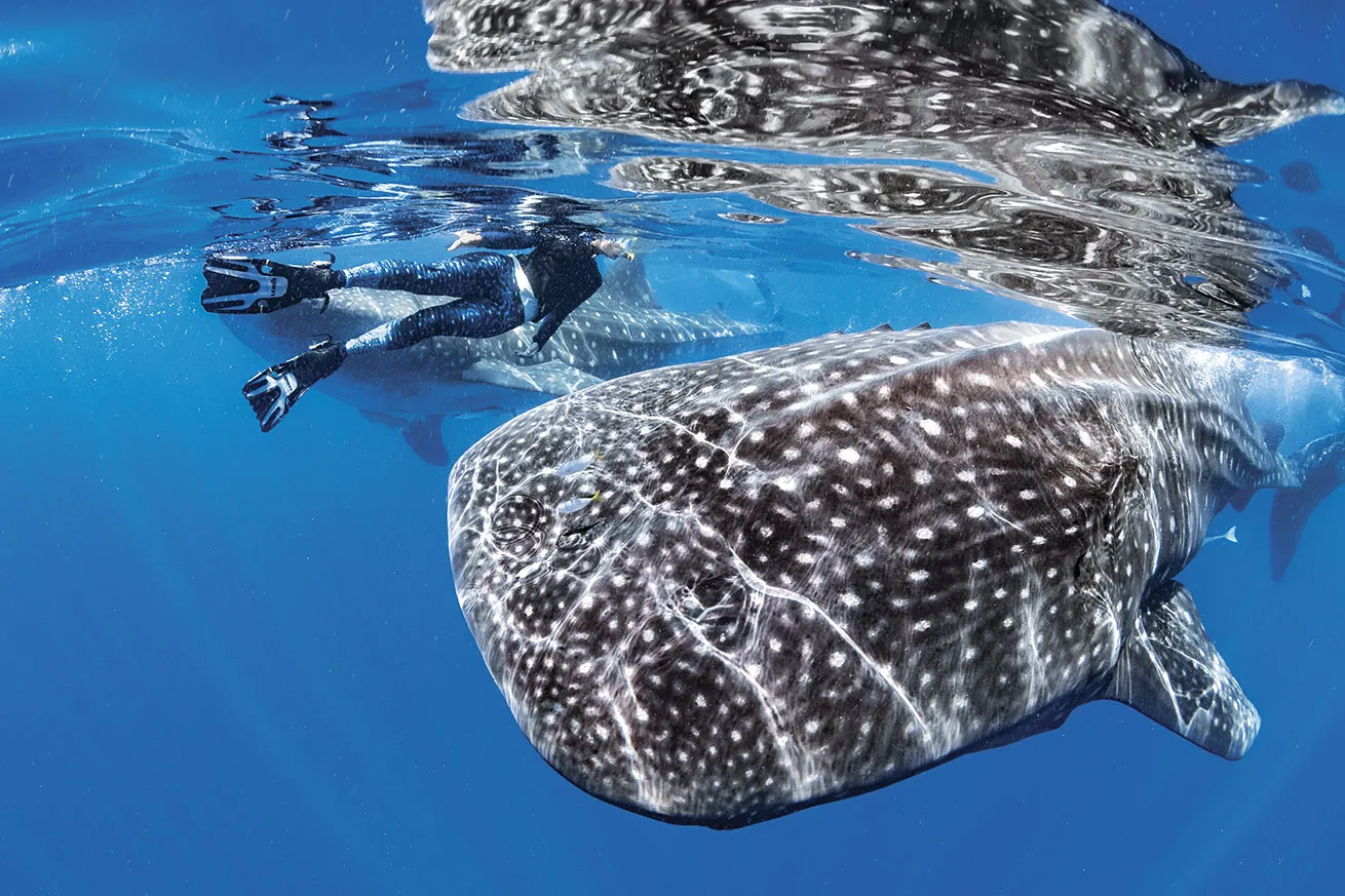 A pair of whale sharks zooms past a snorkeler in the Caribbean waters of Isla Mujeres, Mexico.