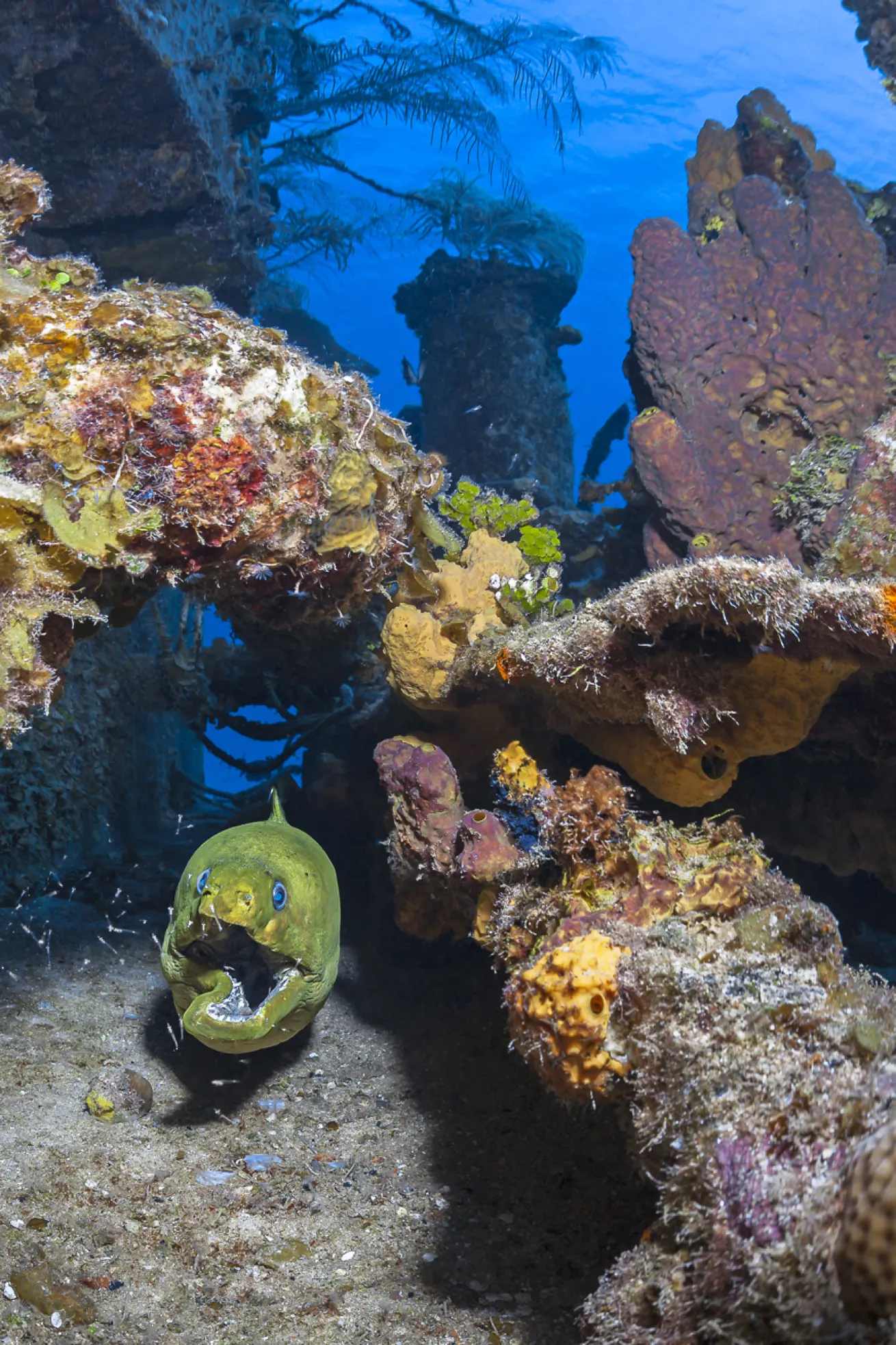 An eel hides among coral on Grand Cayman’s Doc Polson wreck.