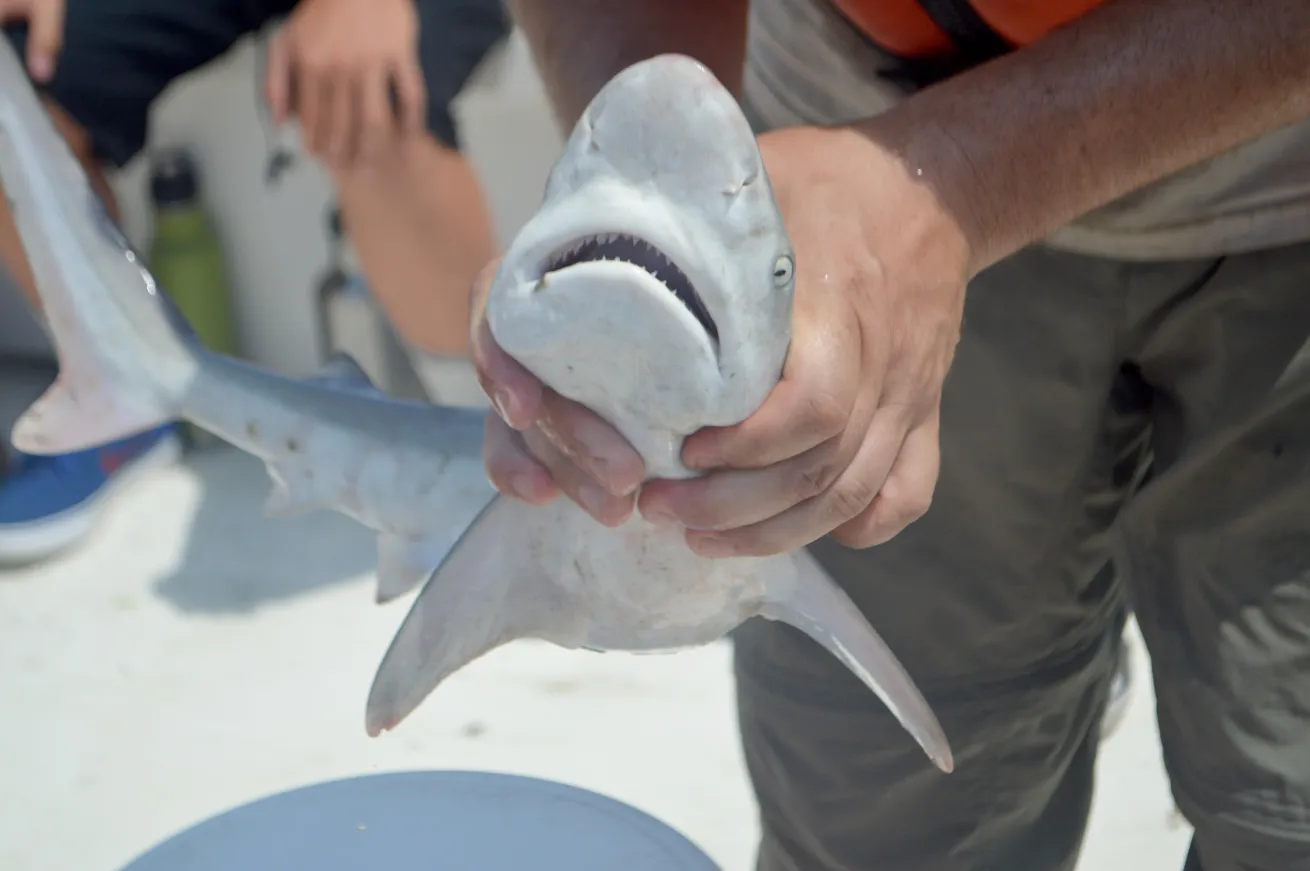 A juvenile sandbar shark collected in a coastal inlet along Virginia’s Eastern Shore.