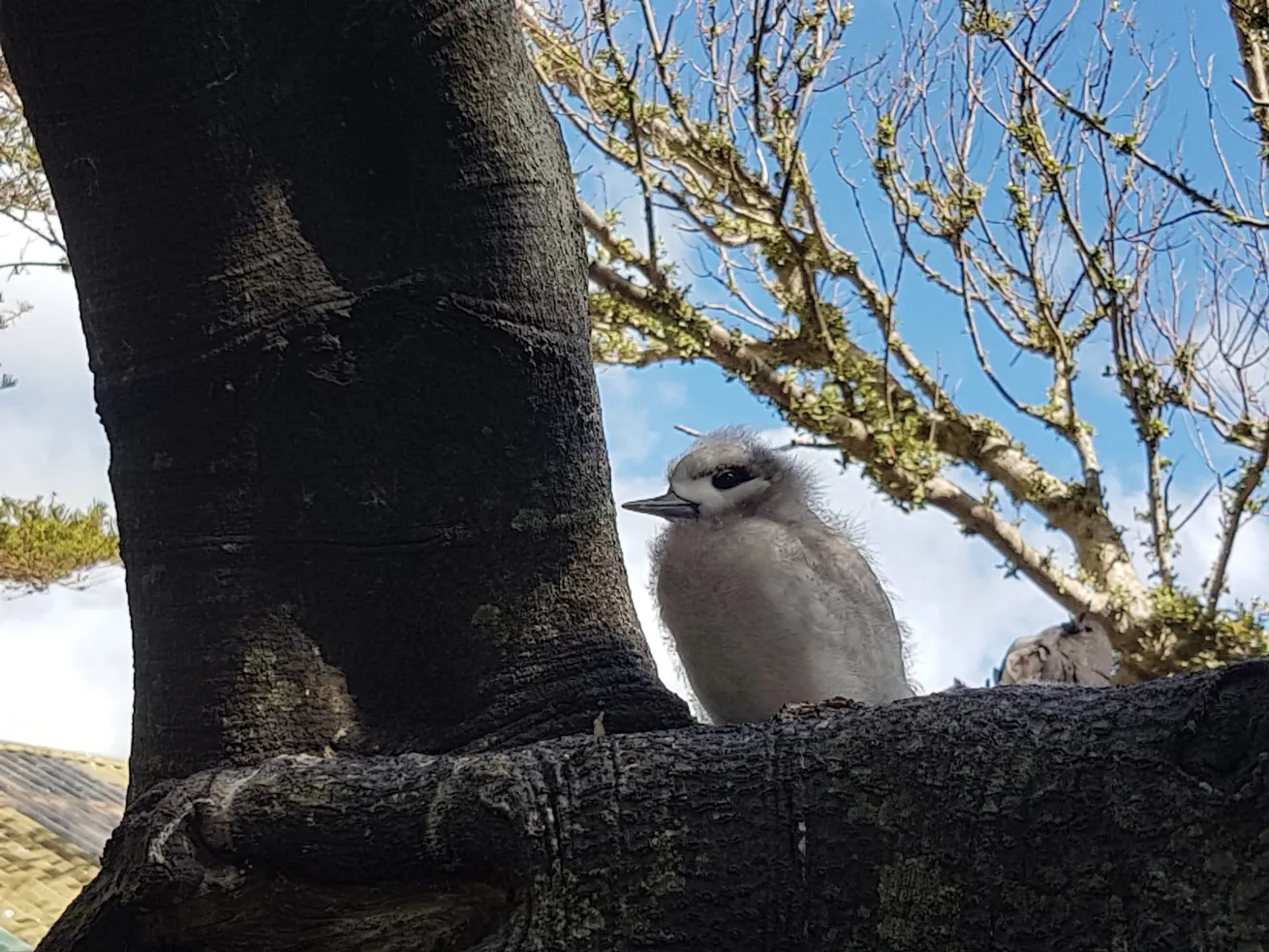 Juvenile white tern (fairy tern)