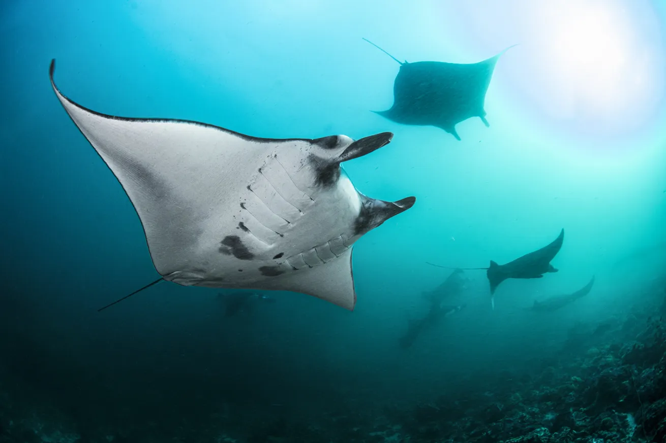 A group of reef mantas swim in the channel between two coral reefs in Komodo National Park.