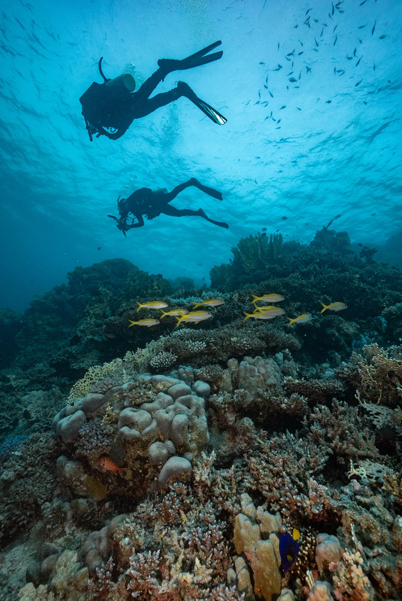 red sea diving egypt hard coral reefscape with yellow fish and divers