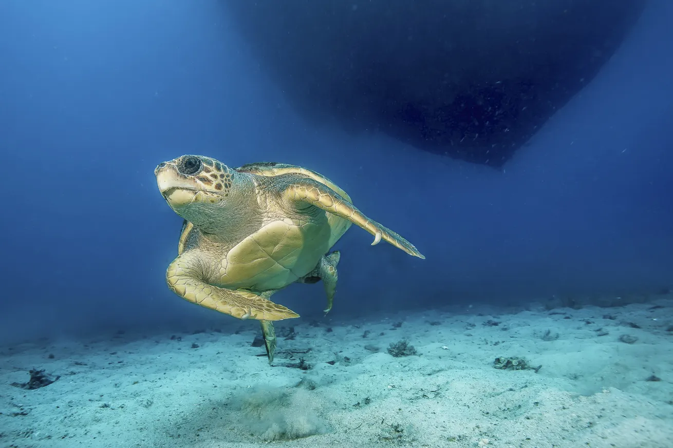 A green sea turtle gracefully glides by for a close-up encounter.

