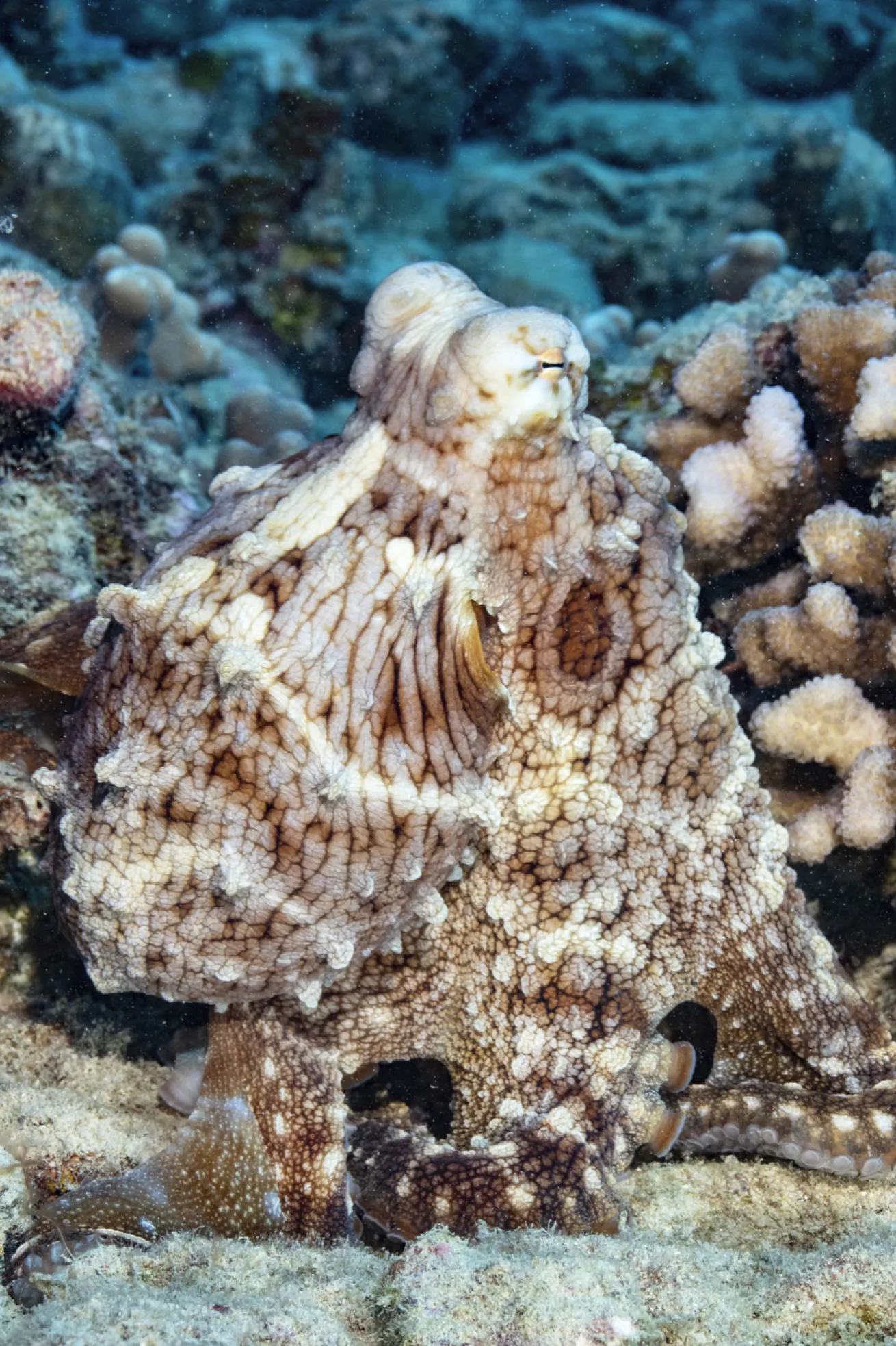 octopus in hawaii