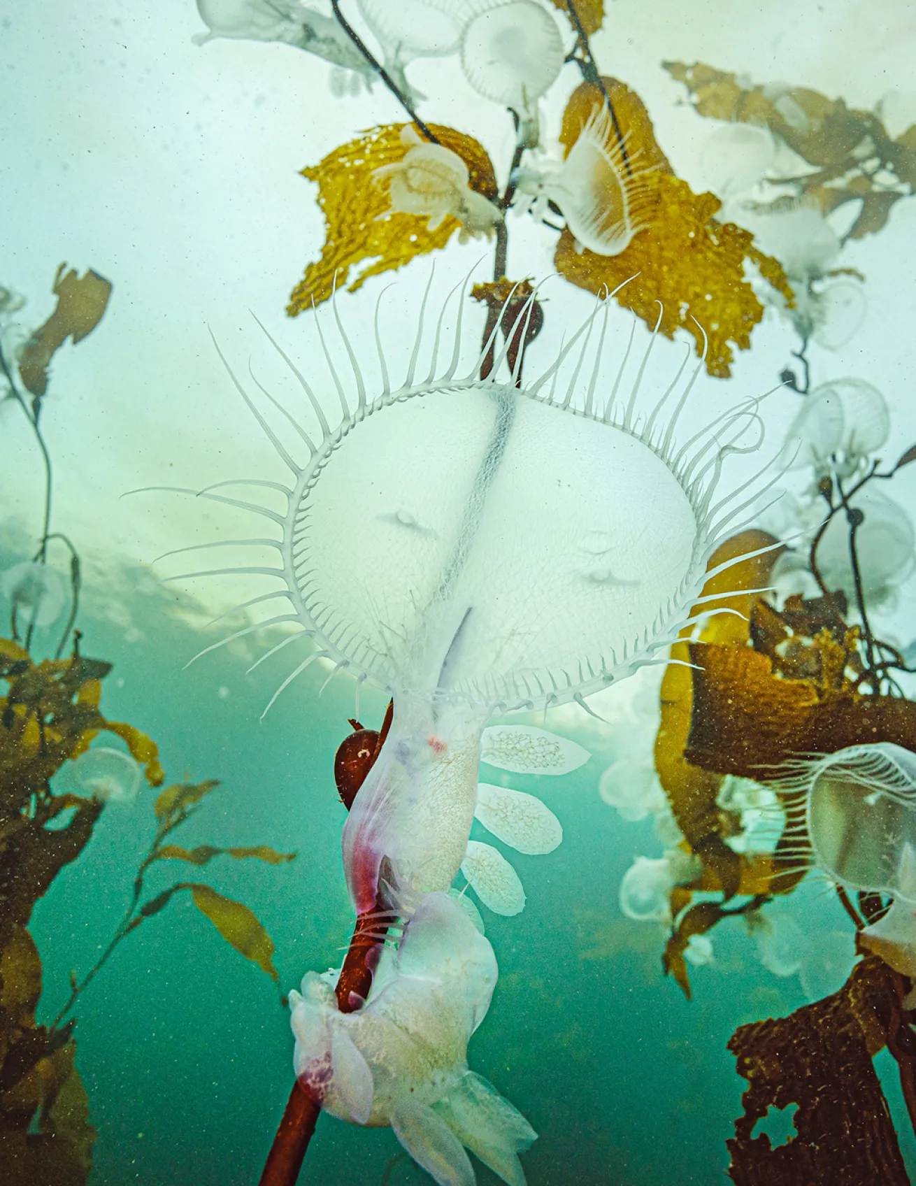 The hooded nudibranch is one of many unique sea slugs found in the cold, nutrient-rich waters of British Columbia.