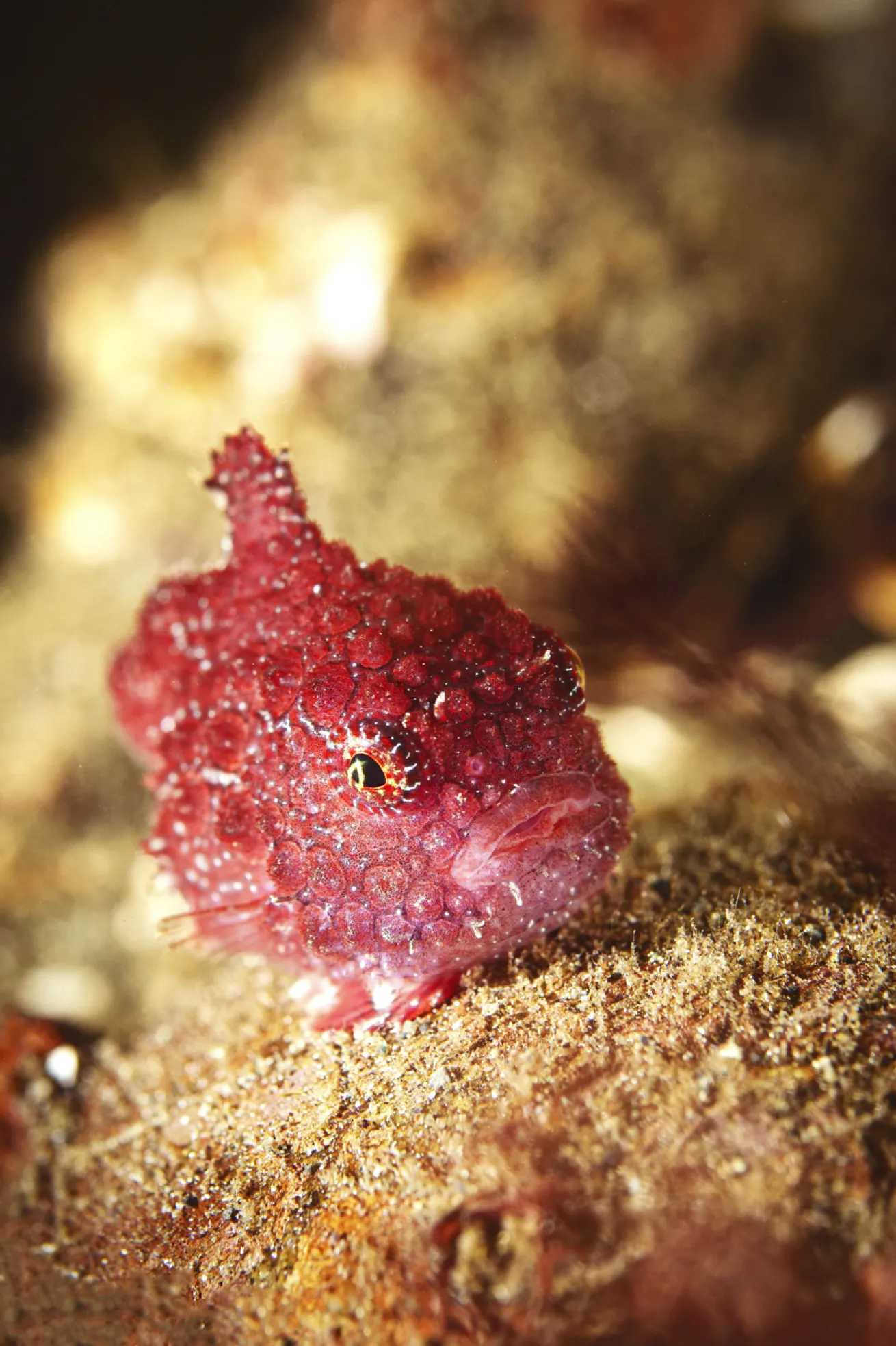 January is the prime time to spot Pacific spiny lumpsuckers off the Pacific Northwest coast.