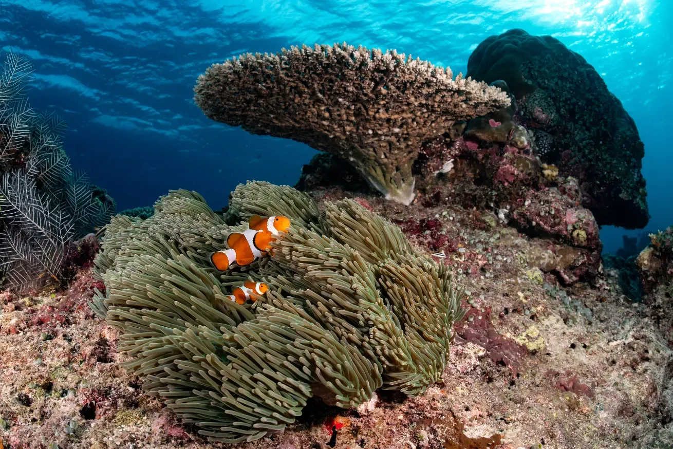 coral reef image in the Philippines