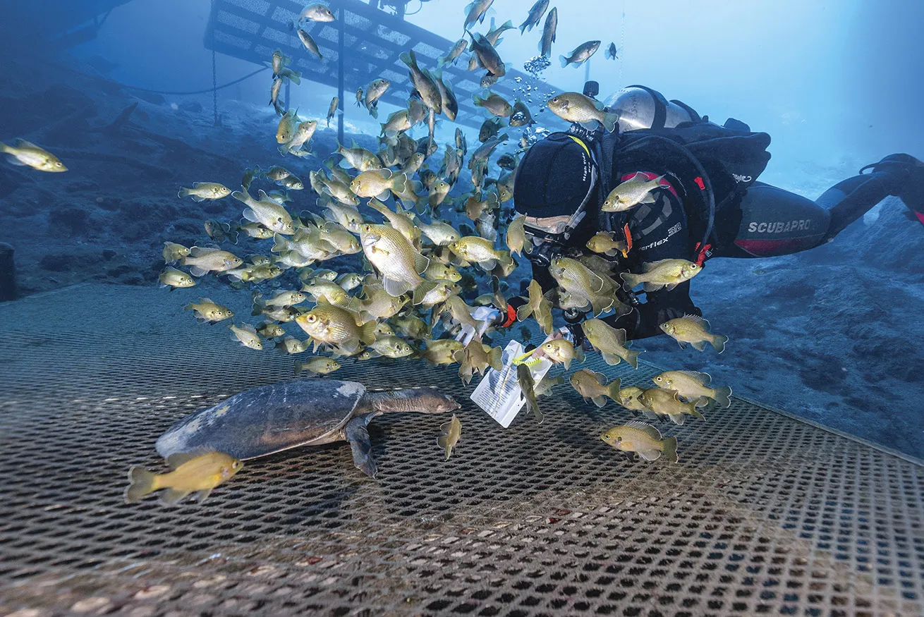 Virgil the turtle, a popular attraction at Blue Grotto Dive Resort, takes a look at a test diver's score sheet.