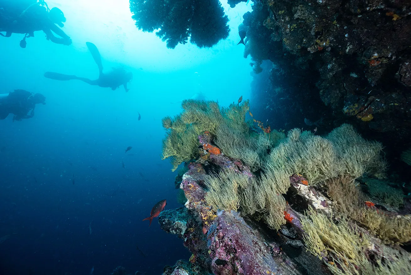 a diver swims by green black coral at cousins rock galapagos