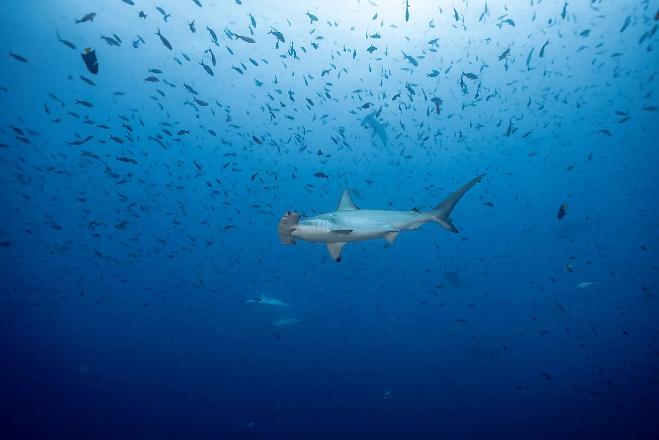 hammerhead sharks at darwin island galapagos