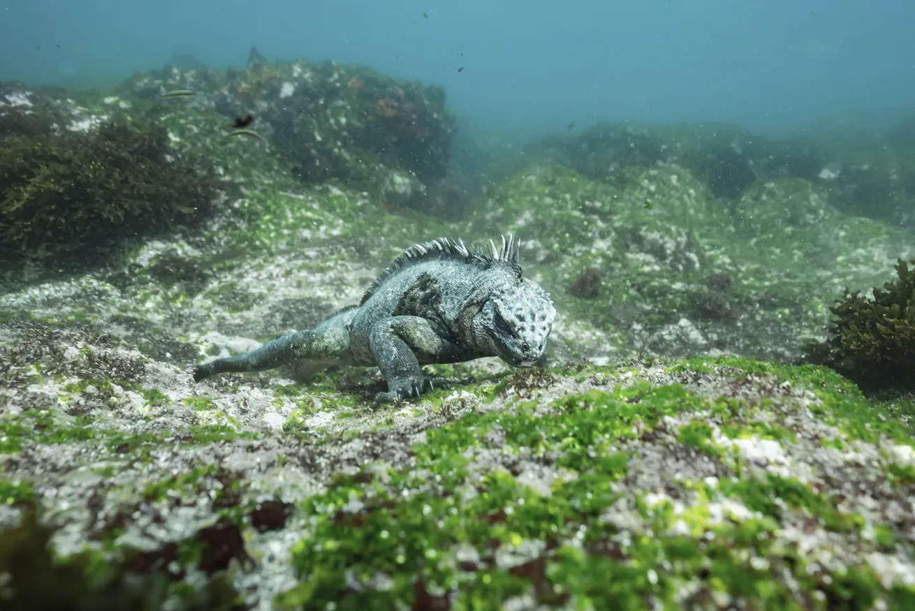 A marine iguana, endemic to Galápagos, munches some algae