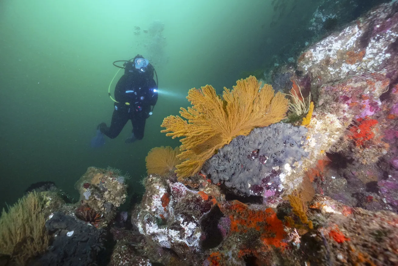 The author’s dive buddy, Laura, searches for molas and Galápagos bullhead sharks at Punta Vicente Rock