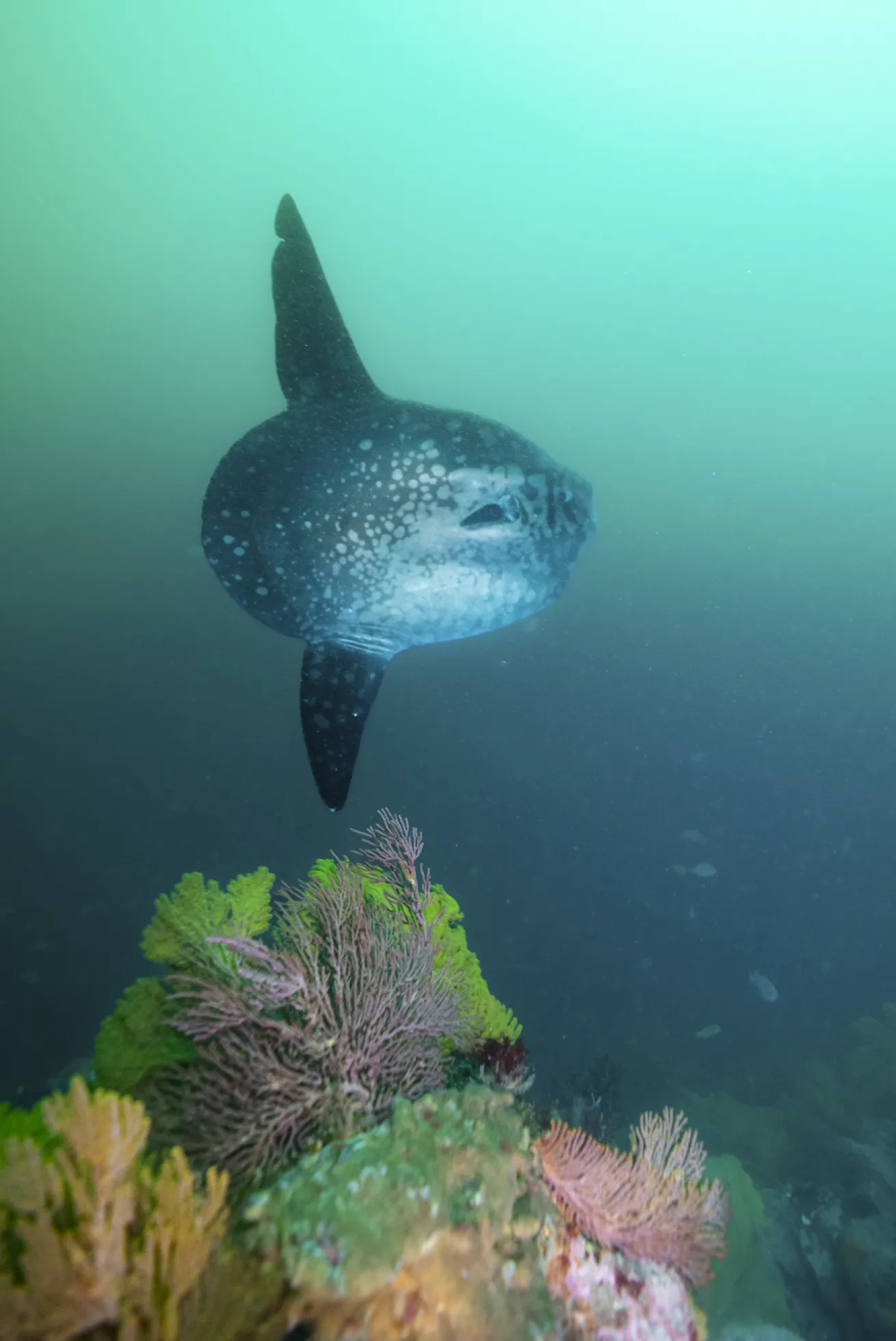 *Mola alexandrini* at Punta Vicente Rock