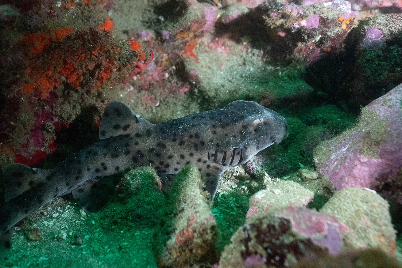 galapagos bullhead shark
