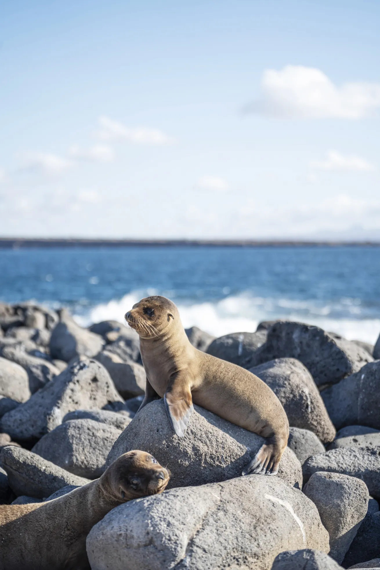 Sea lion pups at North Seymour Island