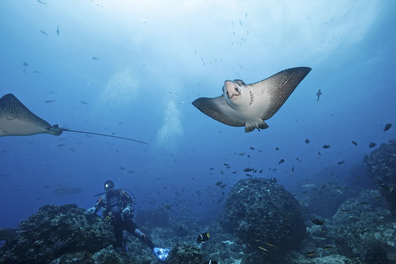 An eagle ray soars against the current.