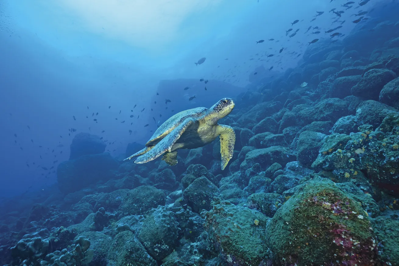 A green sea turtle at Wolf Island