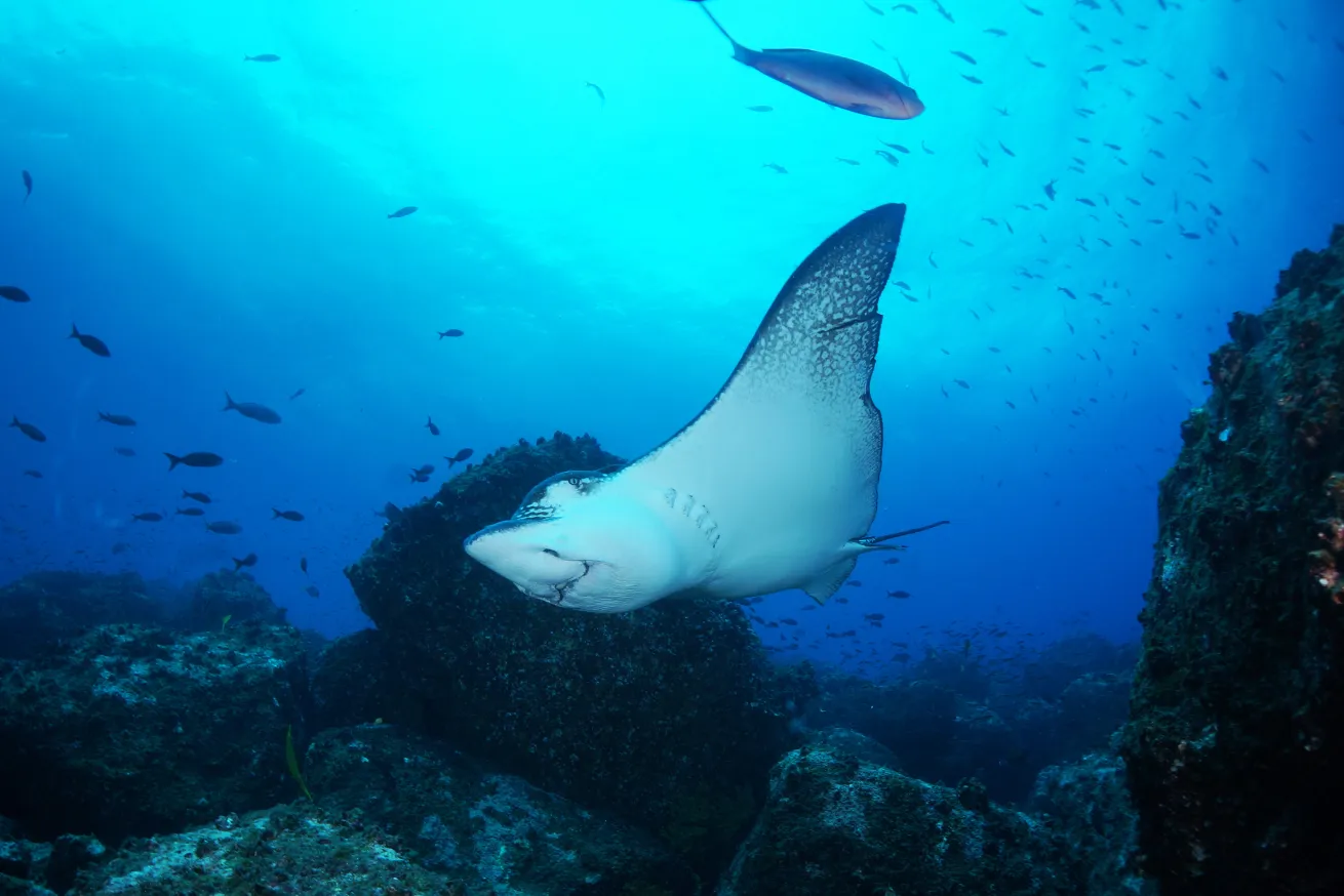 Large ray underwater in Galapagos shot on a liveaboard trip to the Galapagos.
