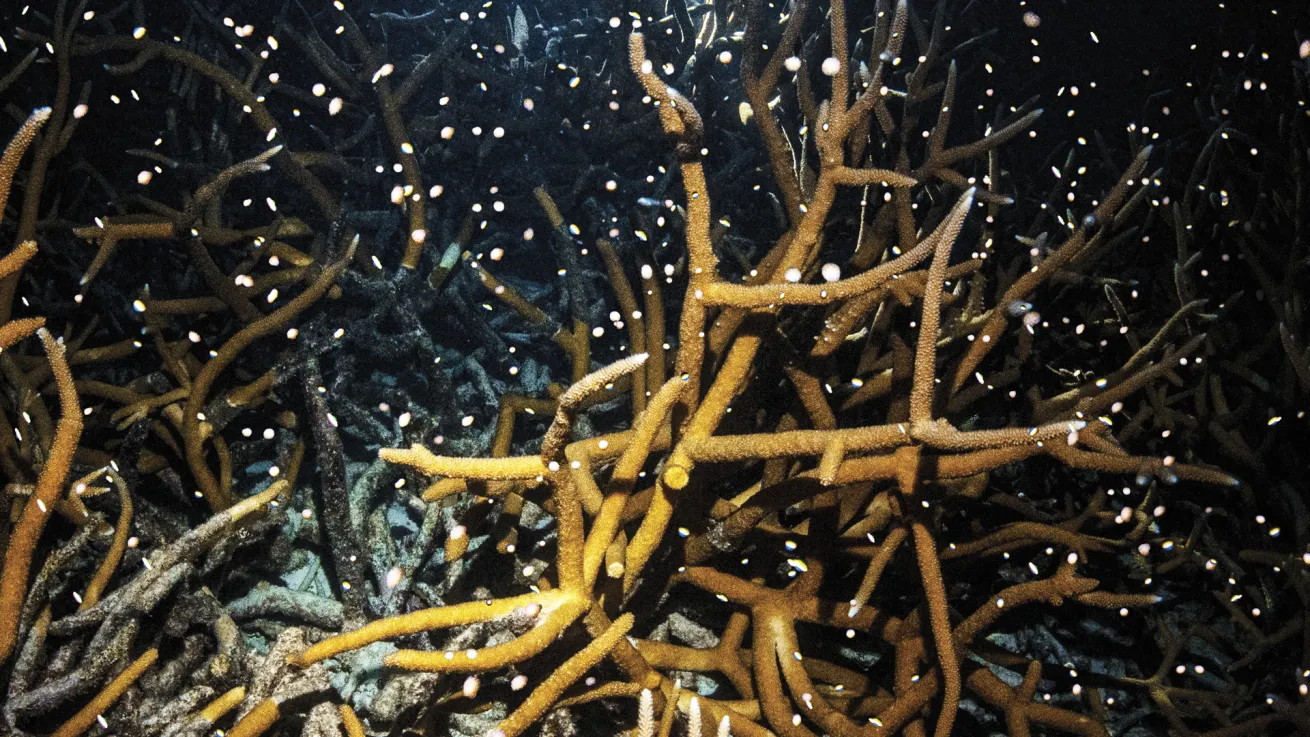 Staghorn coral spawns during a night dive off Bonaire. 