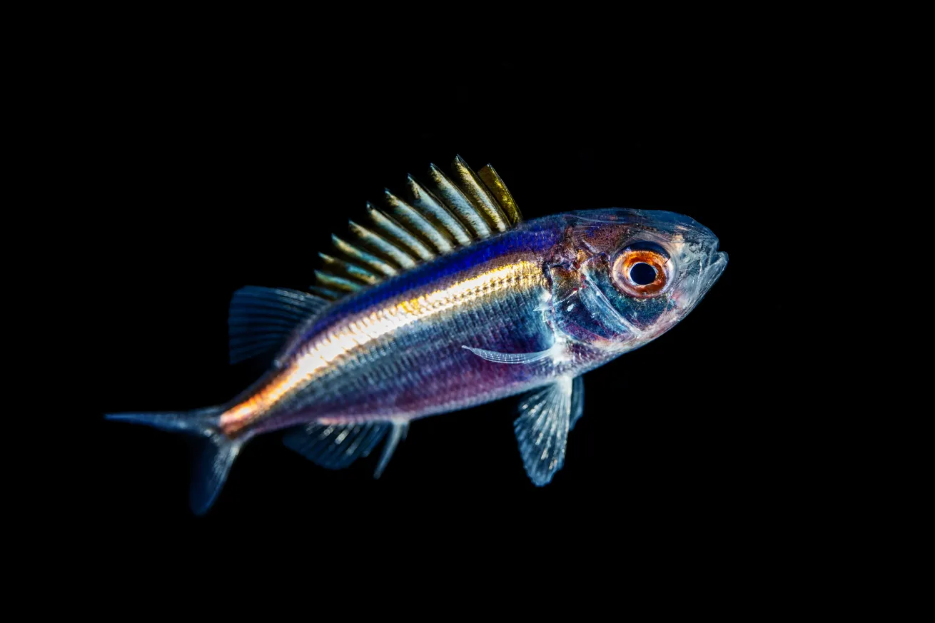 Bigeye scad juvenile (half inch size).