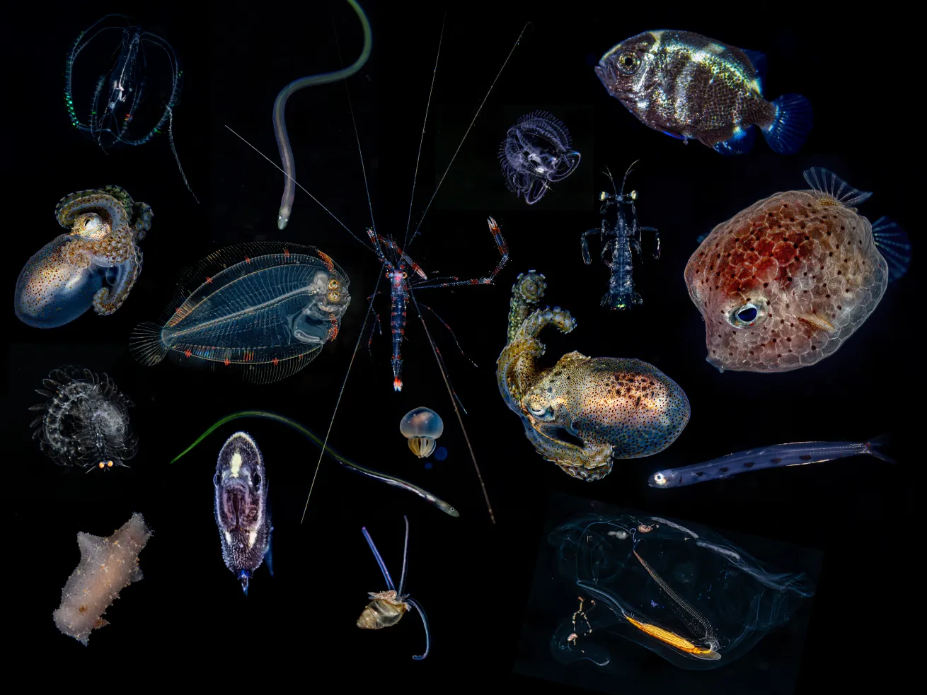 Bonfire's most common critters in Bonaire. 