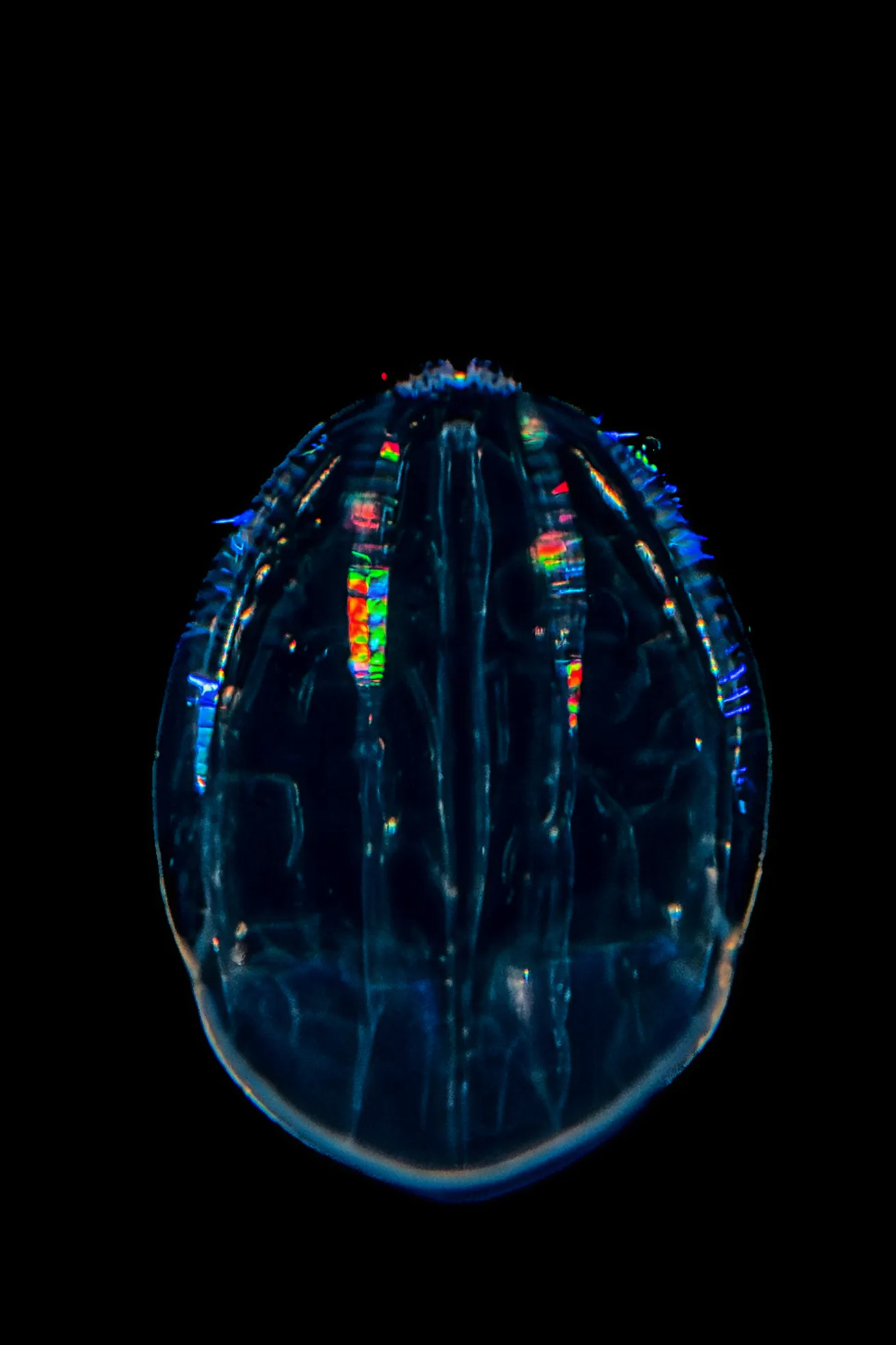 Translucent iridescent Ctenophore Comb Jelly (5mm size).