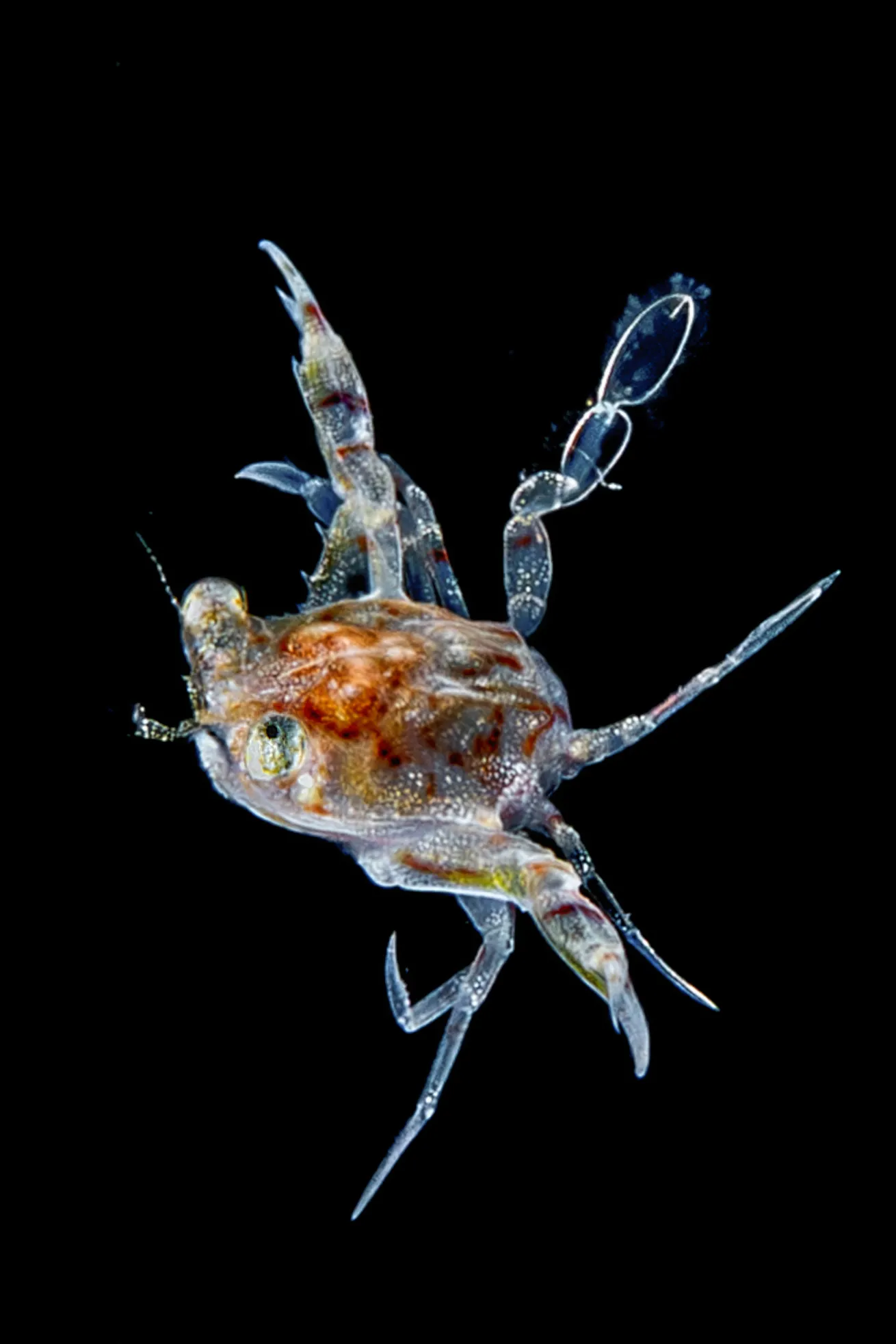 Megalopa of swimming crab (5mm size). 