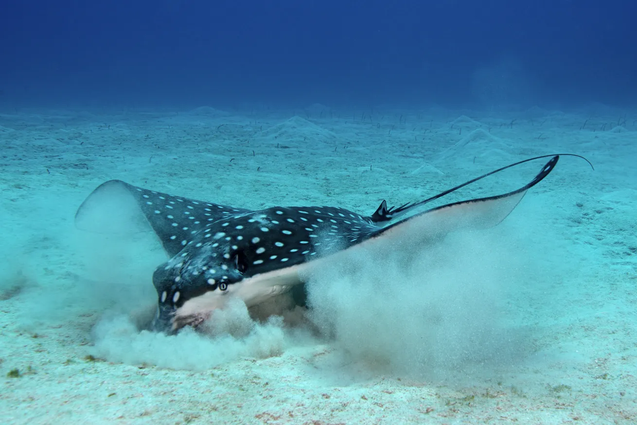 An eagle ray feeds on a sandy bottom