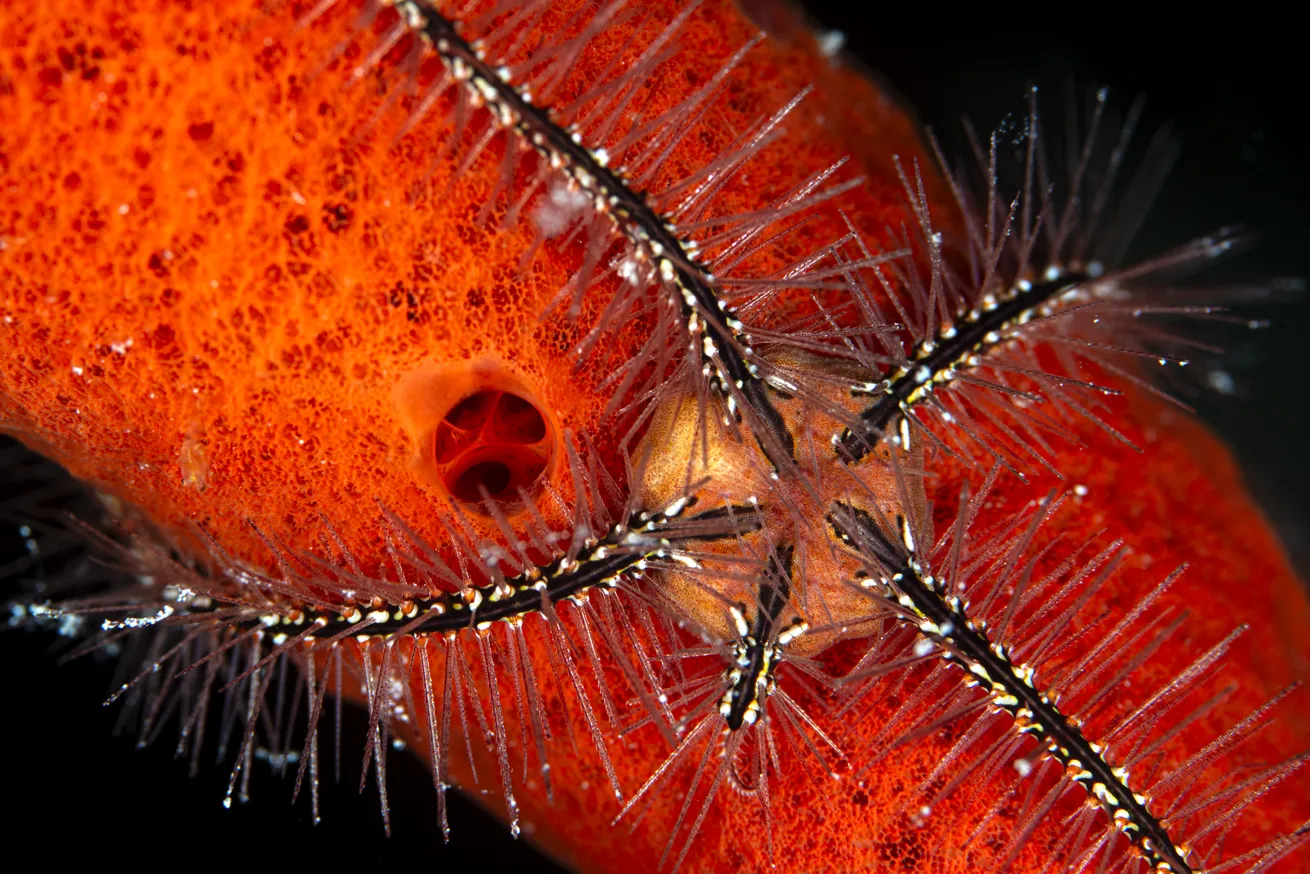 A brittle sea star perches on a sponge