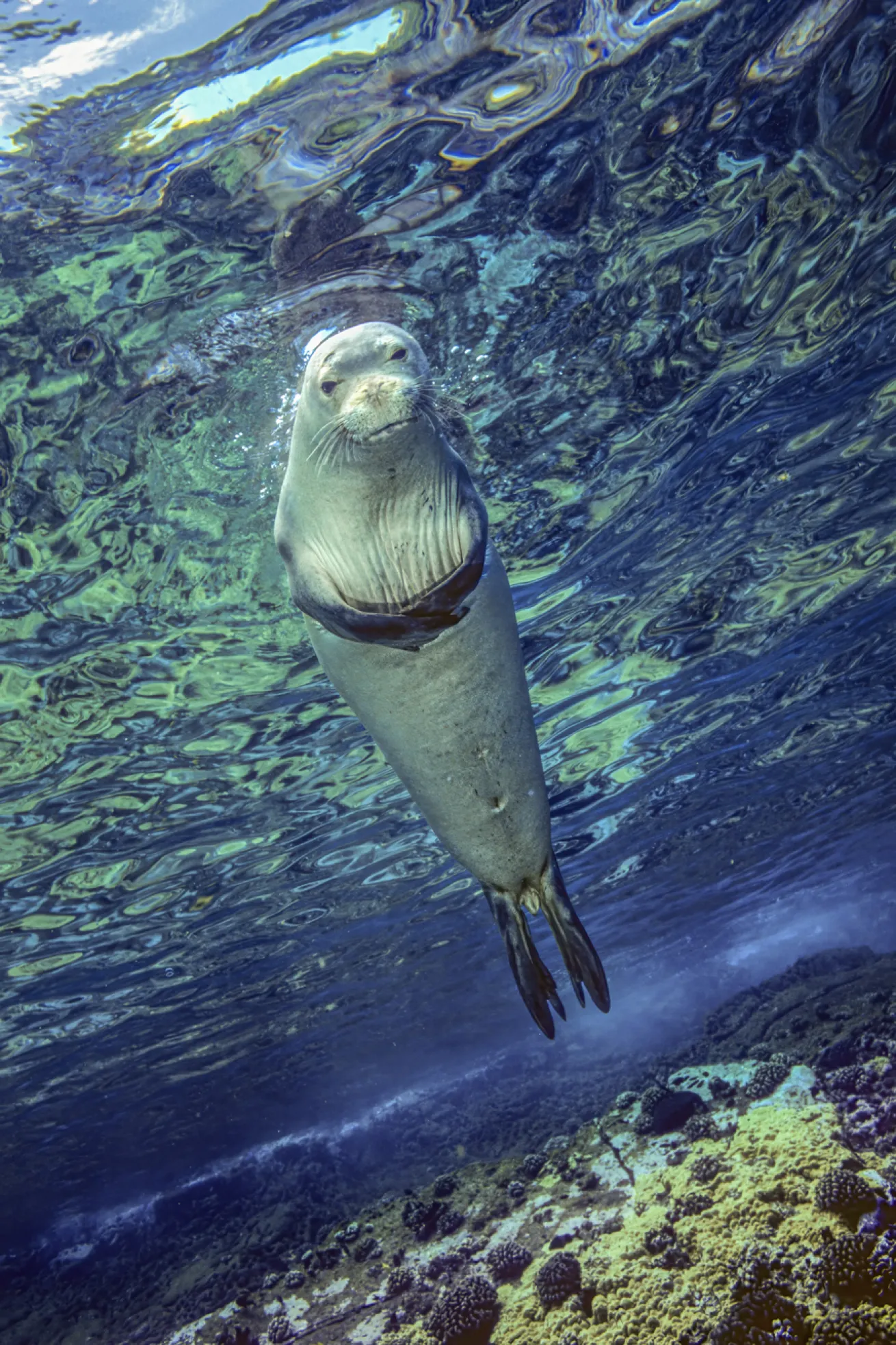 May is a peak month for underwater encounters with Hawaiian monk seals.