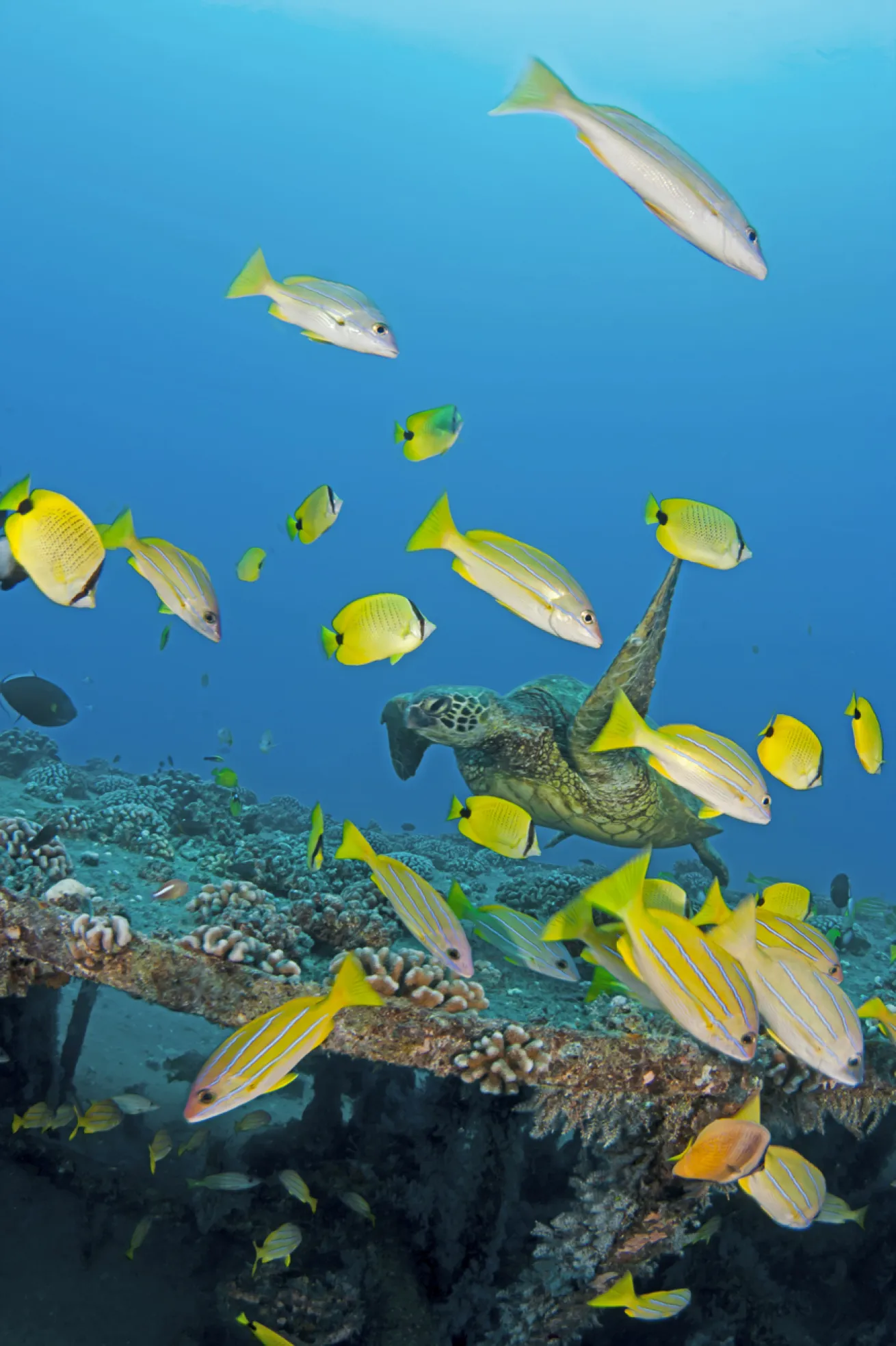 A day octopus A green sea turtle and schooling reef fish buzz around the YO-257 wreck near Oahu.