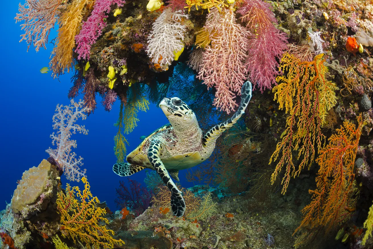 A hawksbill turtle swims beneath an overhang covered in colorful corals.
